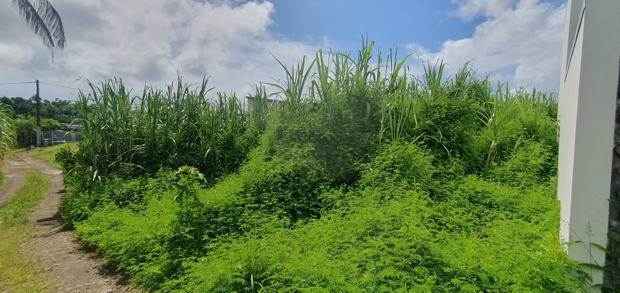 Terrain constructible 509 m2 à Sainte-Suzanne 