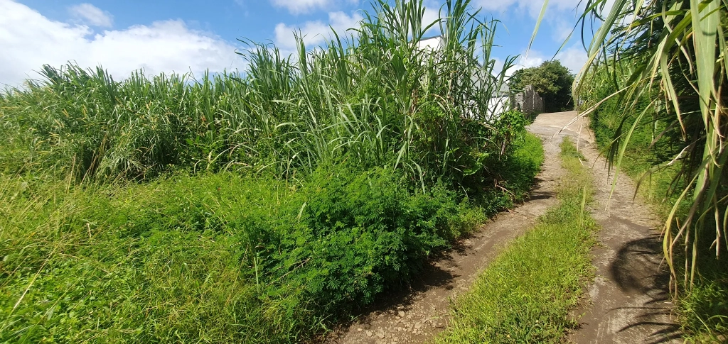 Terrain constructible 509 m2 à Sainte-Suzanne