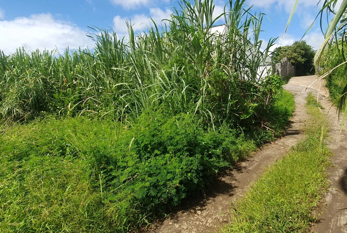 Terrain constructible 509 m2 à Sainte-Suzanne 