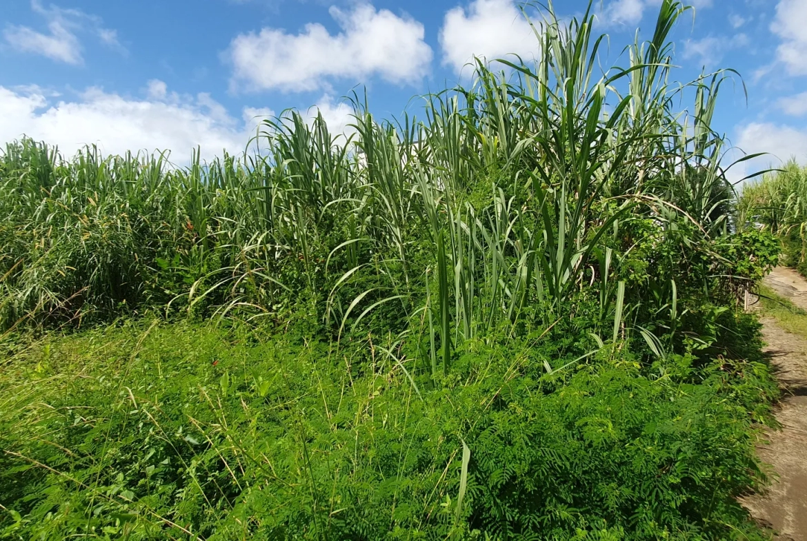 Terrain constructible 509 m2 à Sainte-Suzanne 