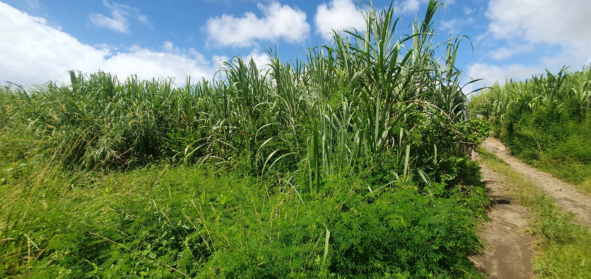 Terrain constructible 509 m2 à Sainte-Suzanne 