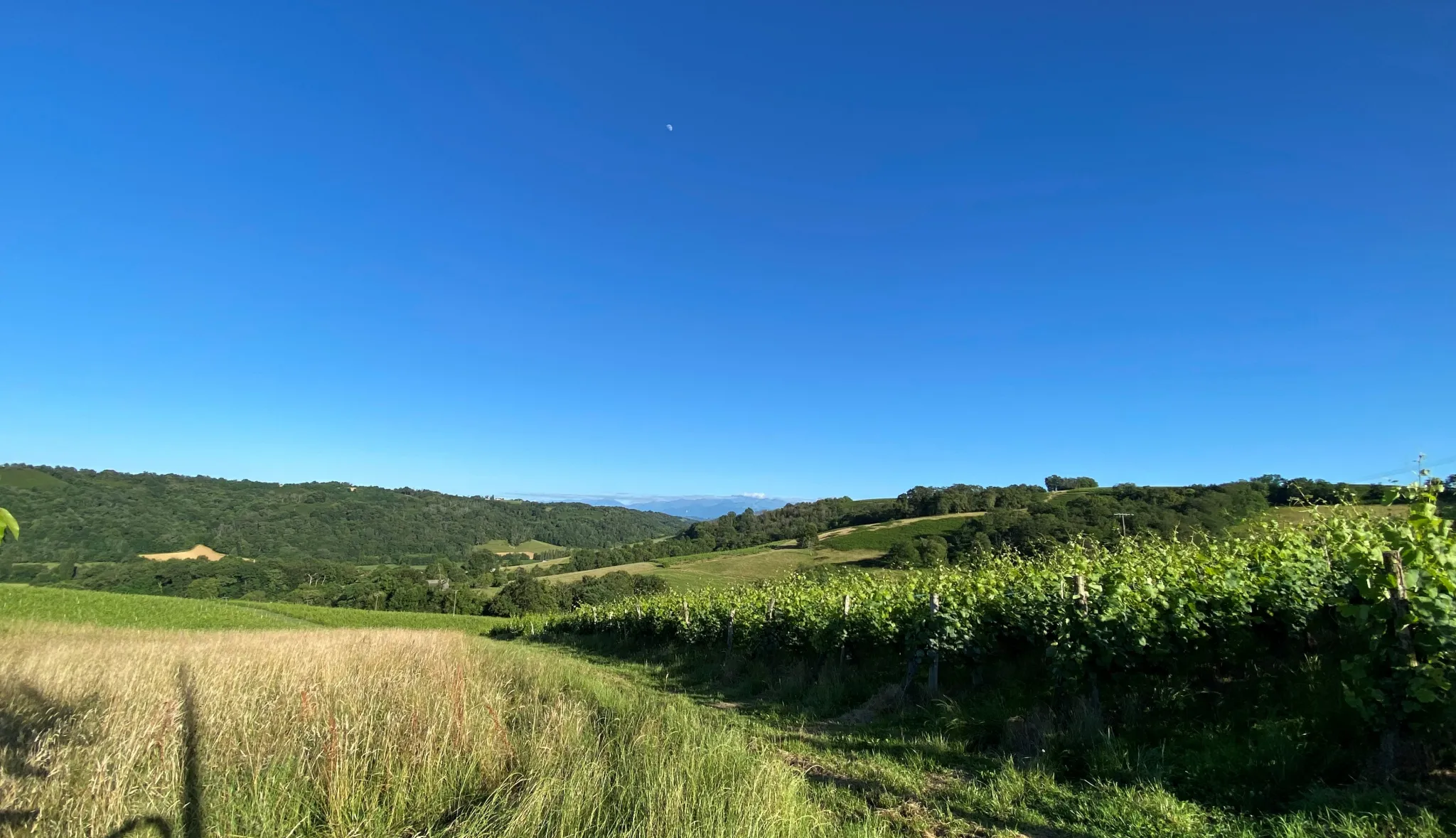 Terrain Constructible avec Vue Pyrénées à Monein 