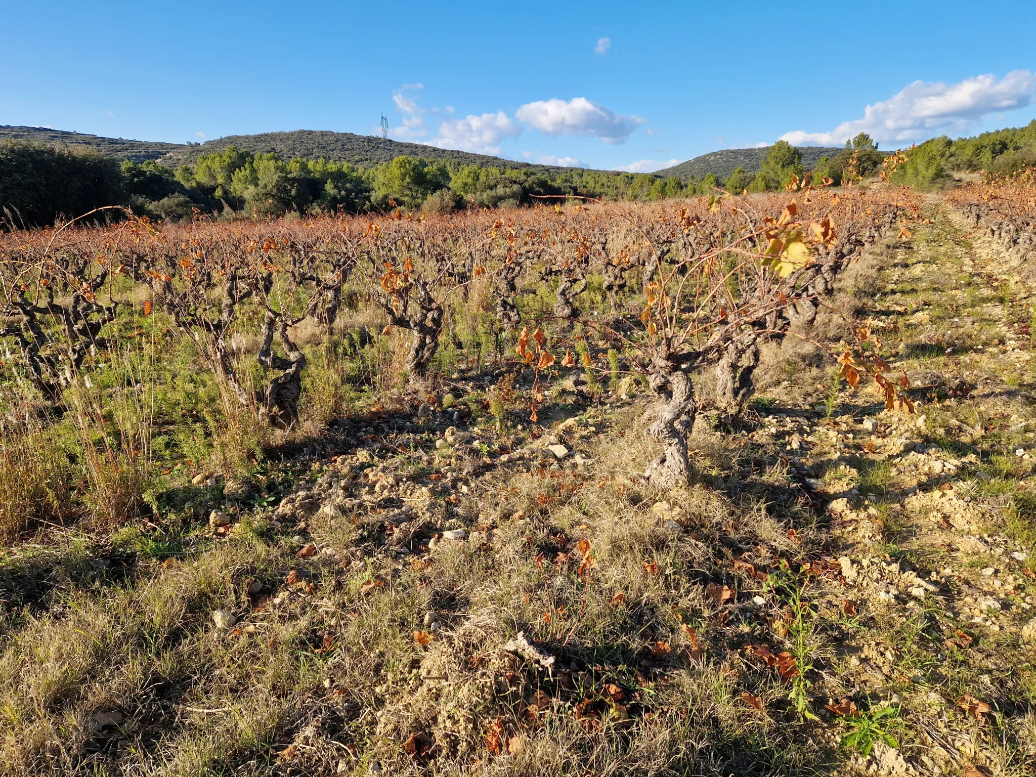 Terrain Agricole à Vendre à Garrigues 