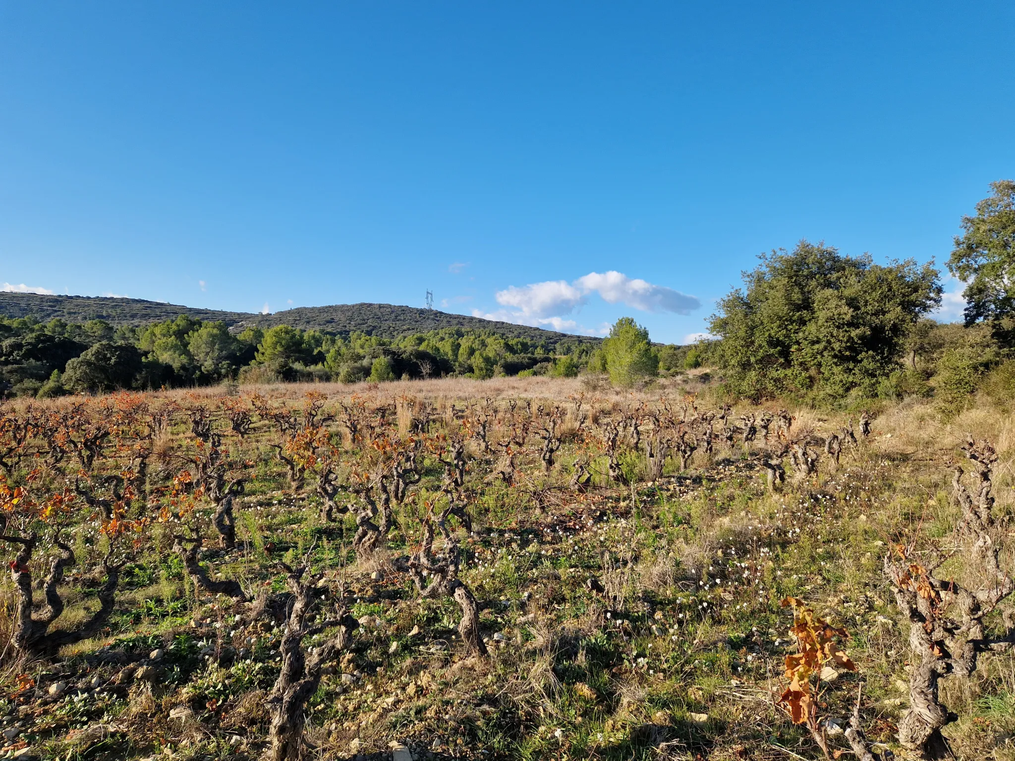 Terrain Agricole à Vendre à Garrigues 