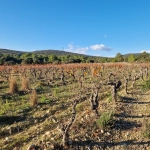 Terrain Agricole à Vendre à Garrigues