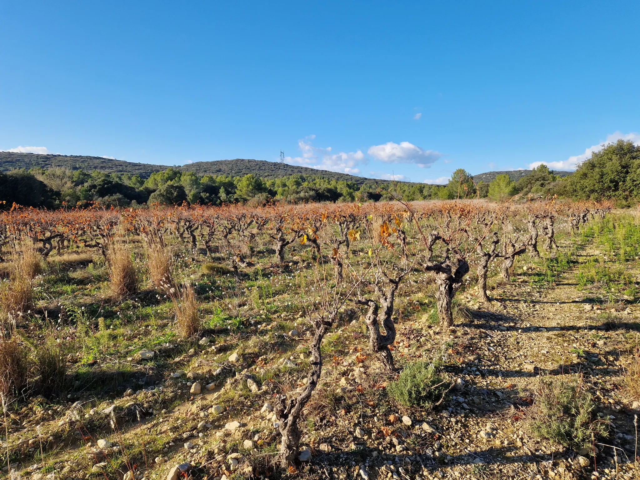 Terrain Agricole à Vendre à Garrigues 