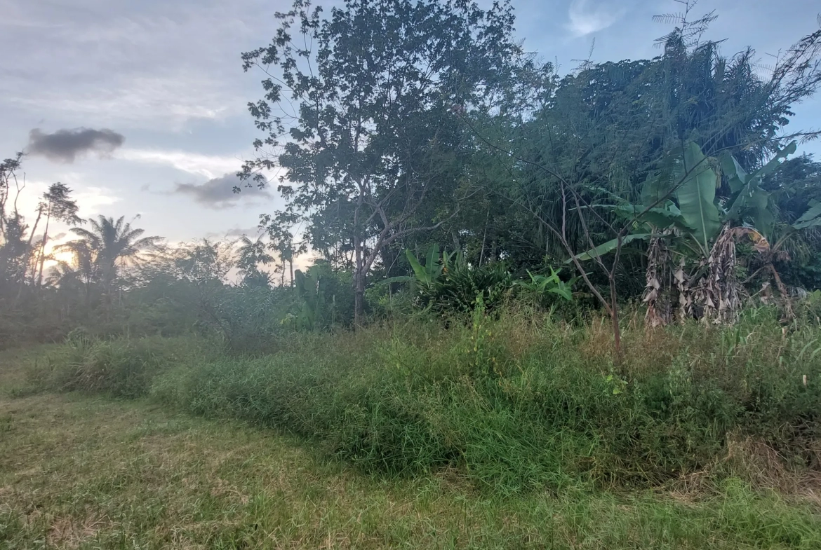 Terrain à bâtir à Macouria - 800 m2 