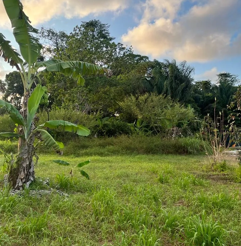 Terrain à bâtir à Macouria - 800 m2 