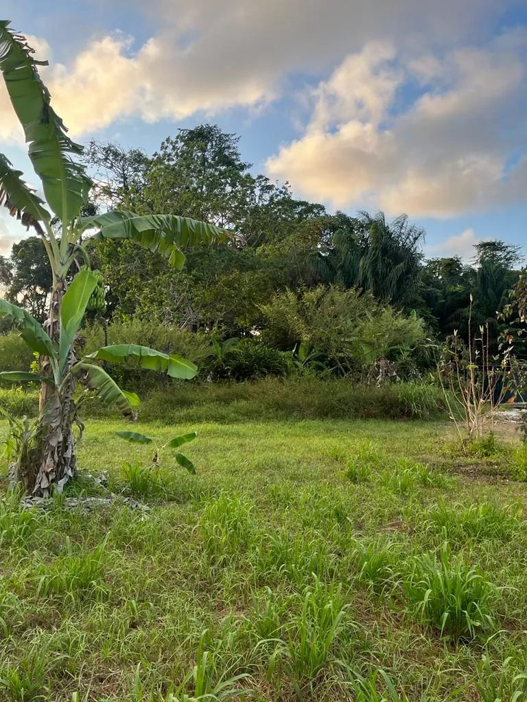 Terrain à bâtir à Macouria - 800 m2 