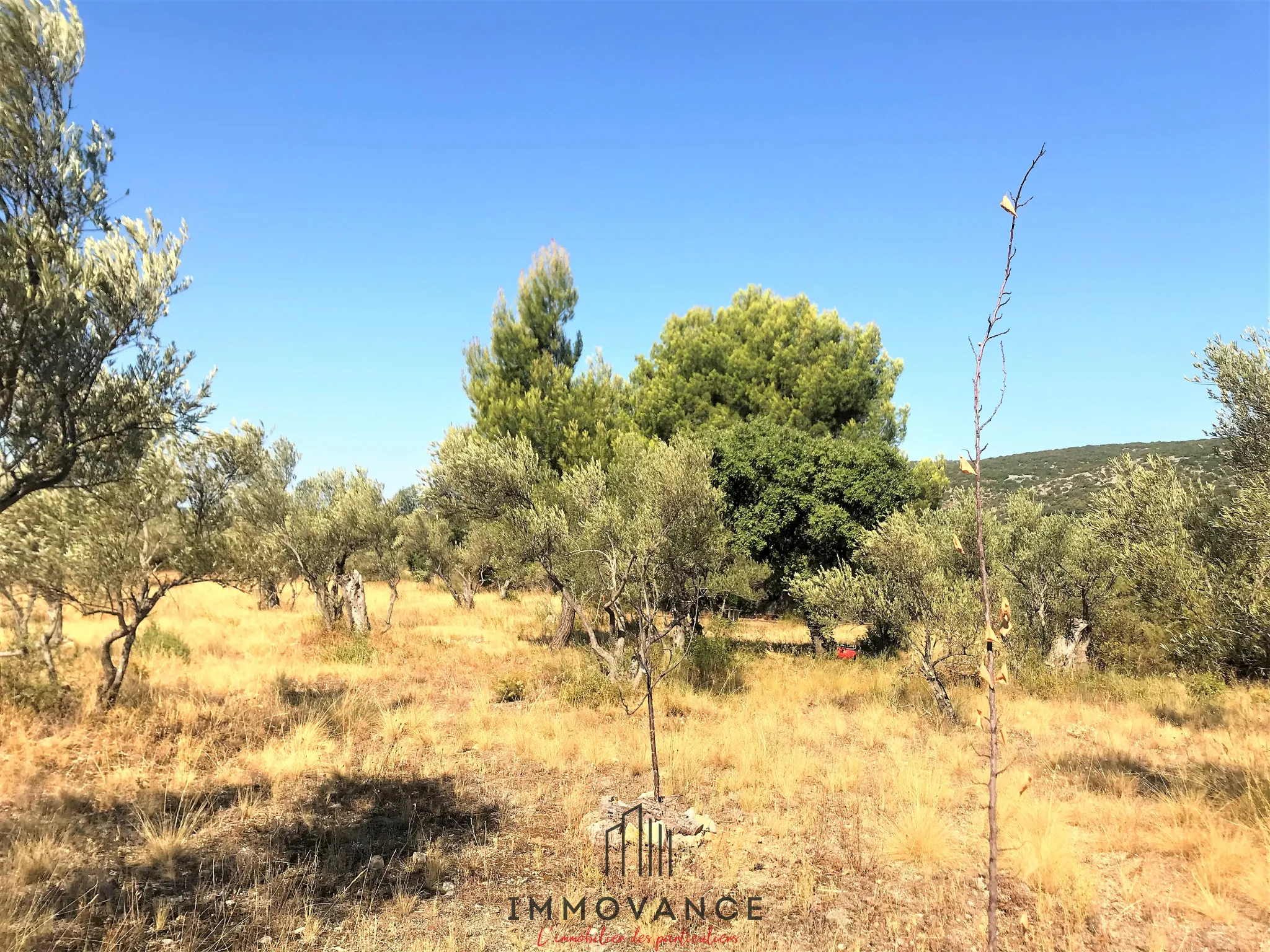 Terrain agricole avec oliviers de 3460 m2 à Aniane 