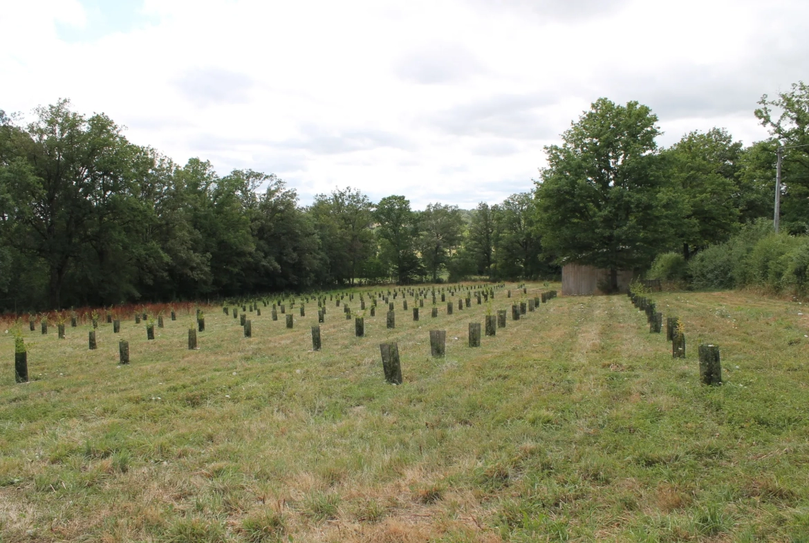 Maison avec 2 granges sur un terrain de plus d'un hectare avec plantation de 300 Charmes Truffier 