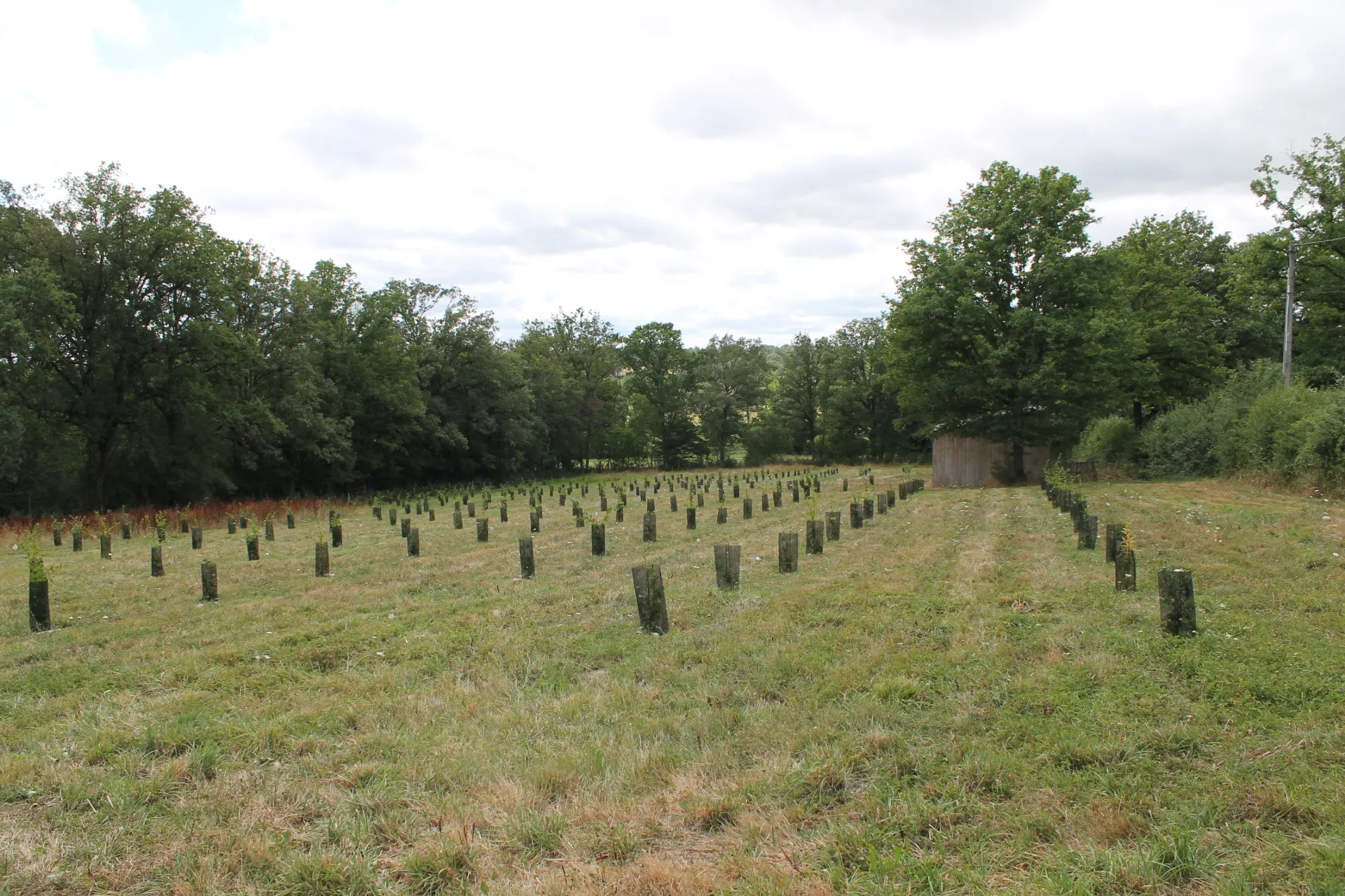 Maison avec 2 granges sur un terrain de plus d'un hectare avec plantation de 300 Charmes Truffier 