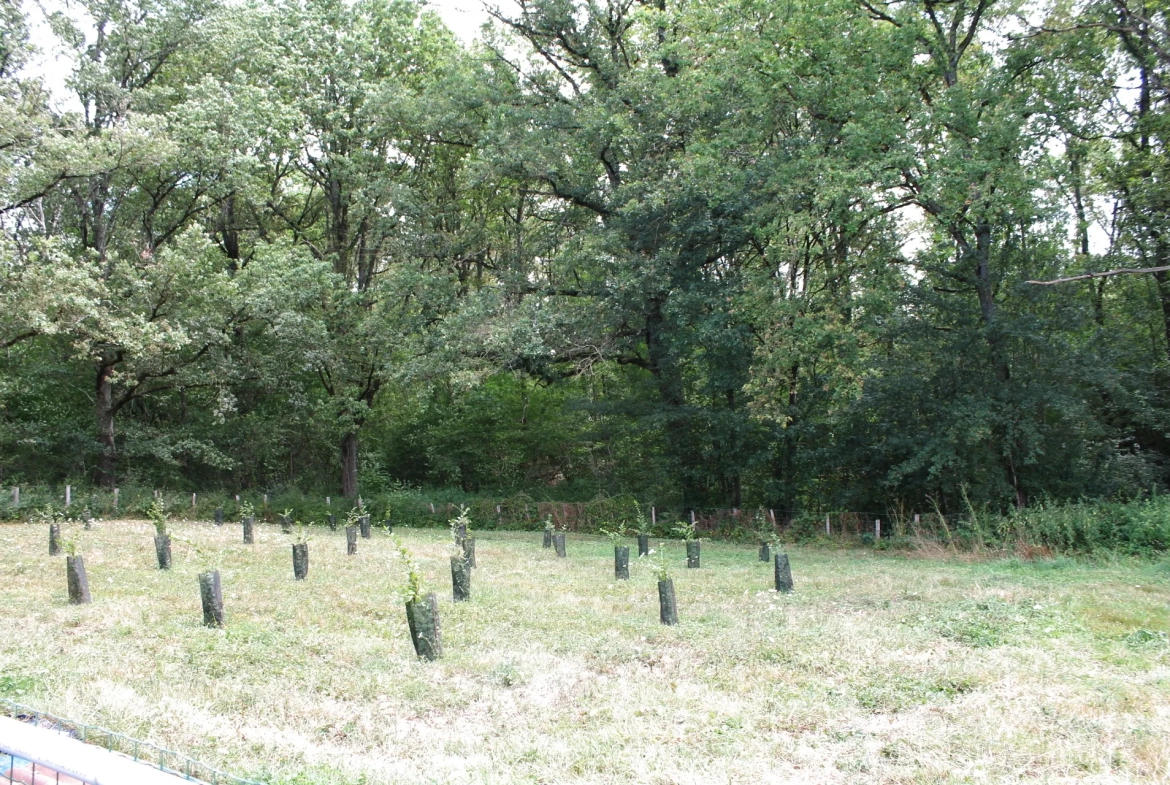 Maison avec 2 granges sur un terrain de plus d'un hectare avec plantation de 300 Charmes Truffier 