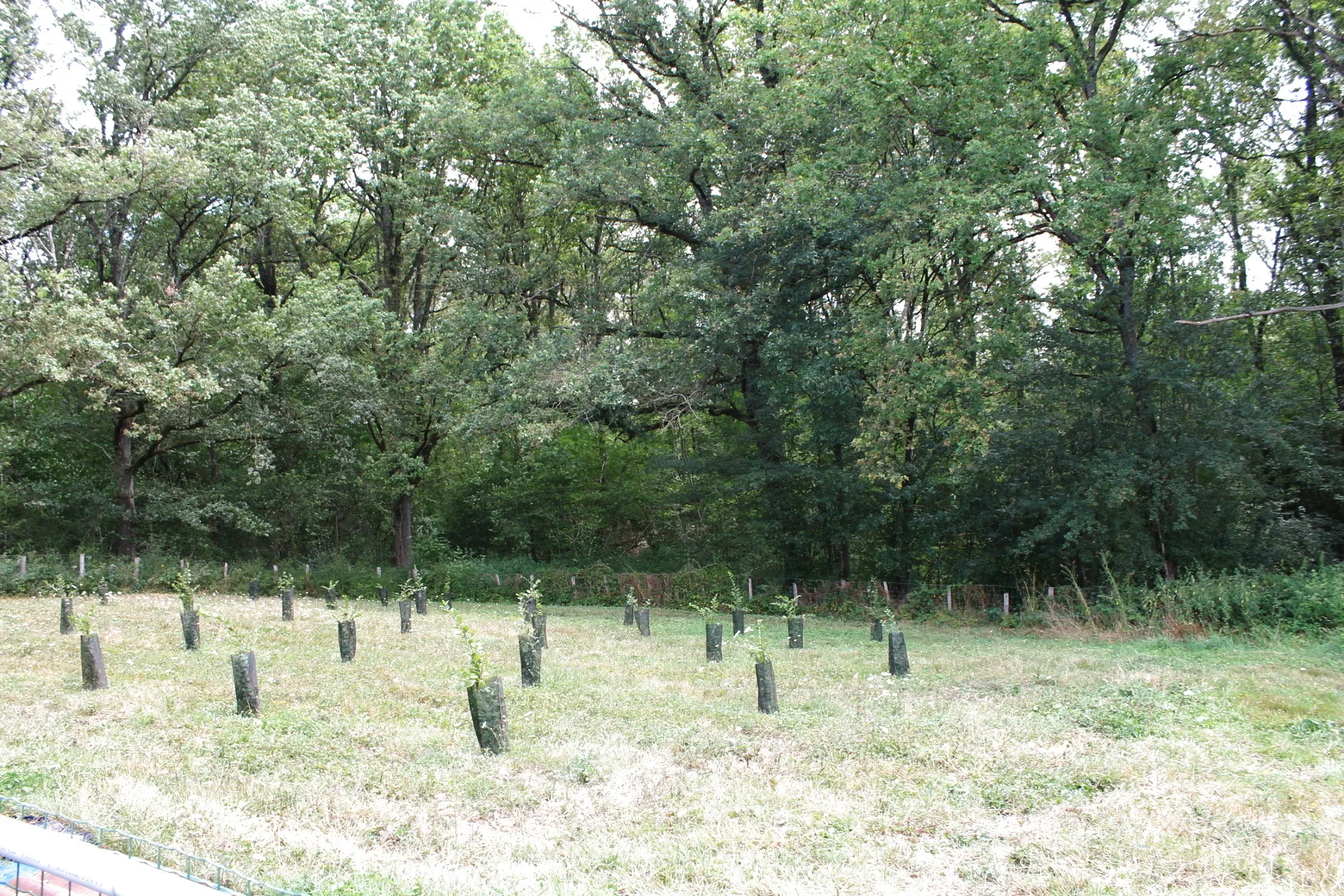 Maison avec 2 granges sur un terrain de plus d'un hectare avec plantation de 300 Charmes Truffier 