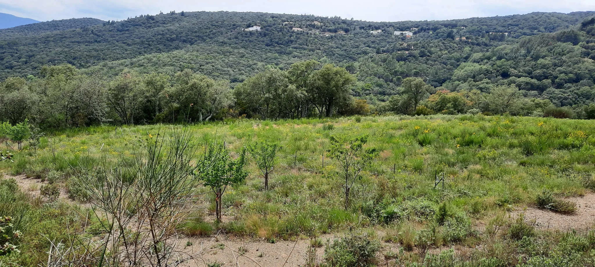 Terrain de loisir de 27 000m2 à Oms avec vue sur les montagnes 