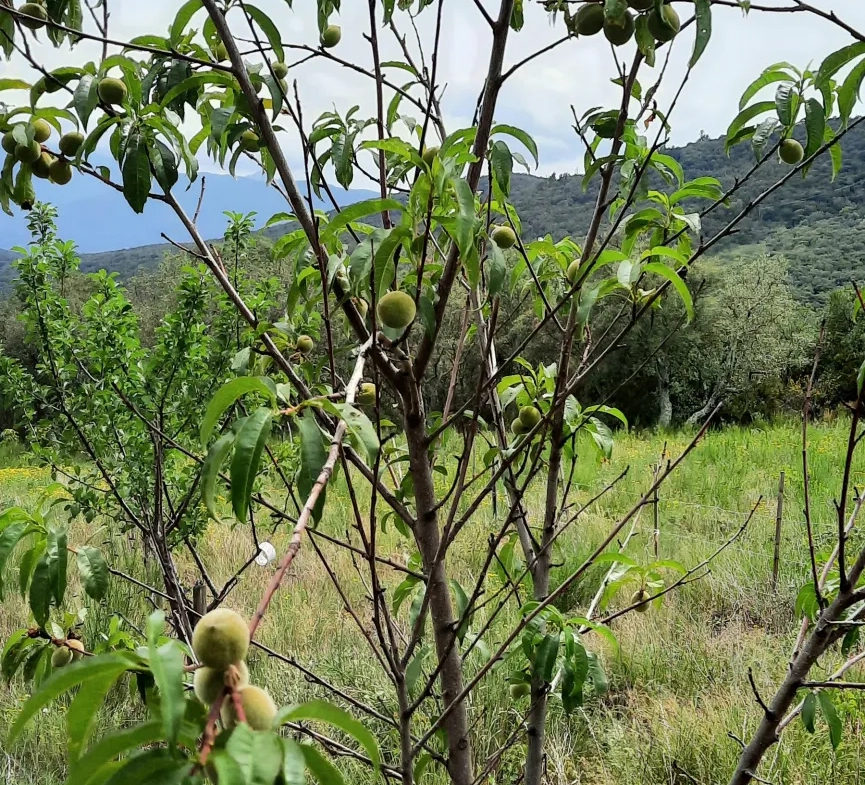 Terrain de loisir de 27 000m2 à Oms avec vue sur les montagnes 