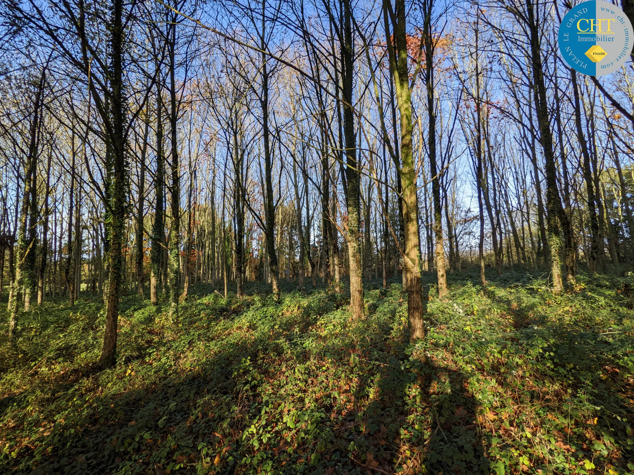 Terrain boisé de 9 550m2 à Guer (56) 