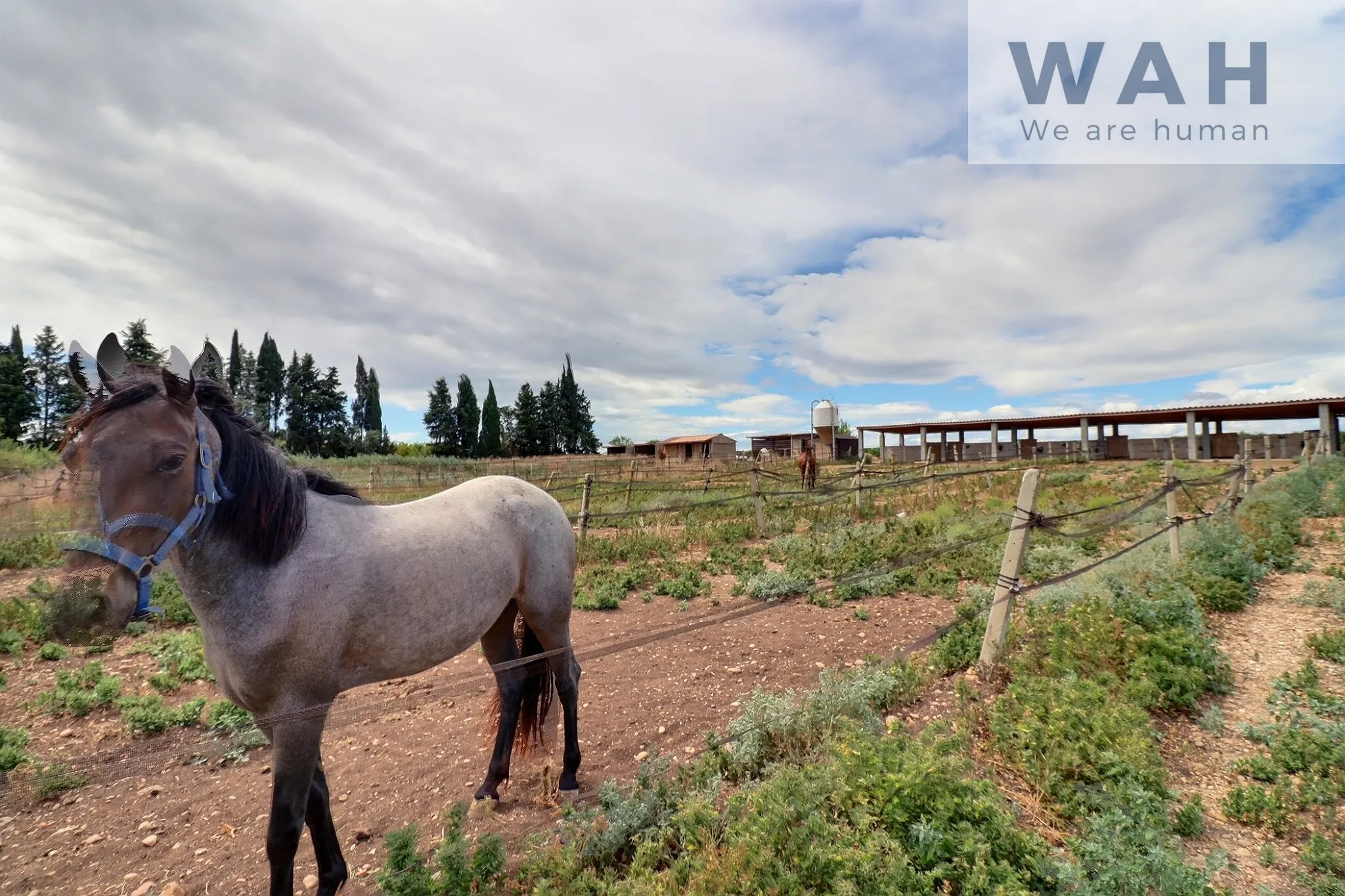 Terrain agricole de 2500m2 équipé pour les chevaux à Aubord 