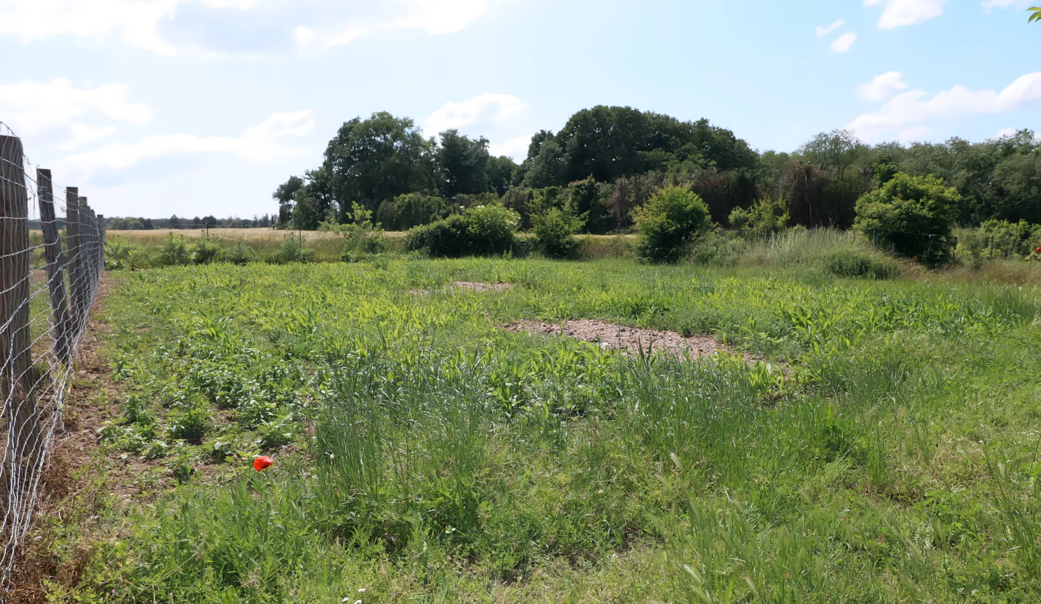 Ferme Charentaise 9 pièces avec nombreuses dépendances, jardin arboré 