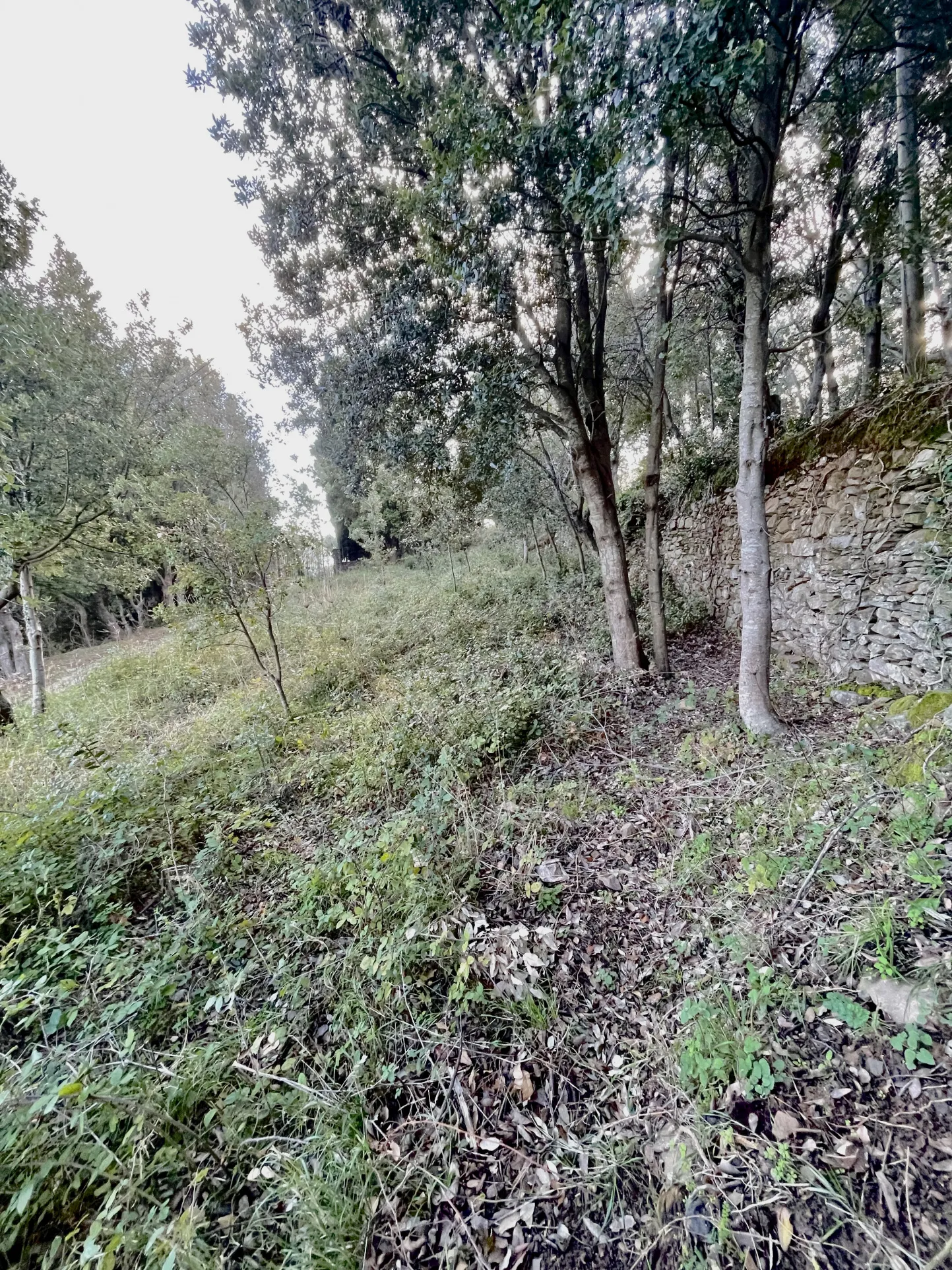 Terrain constructible avec permis accordé au cœur du Cap Corse, à Sisco 