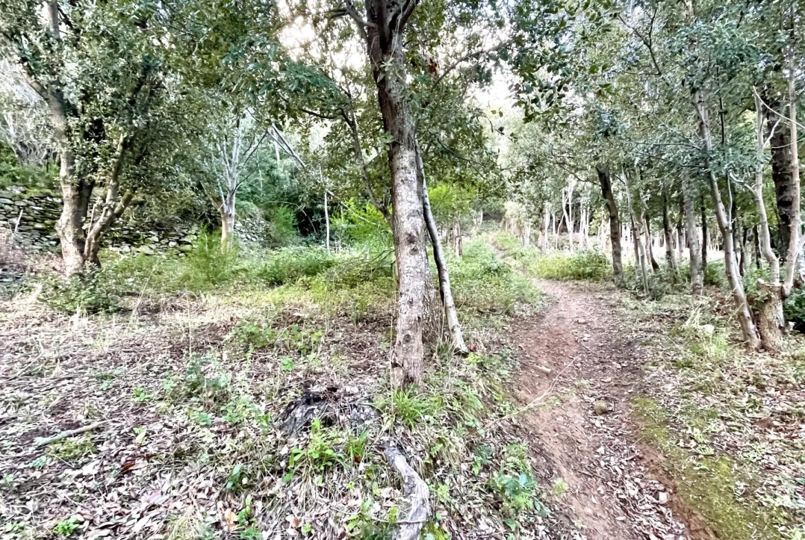 Terrain constructible avec permis accordé au cœur du Cap Corse, à Sisco 