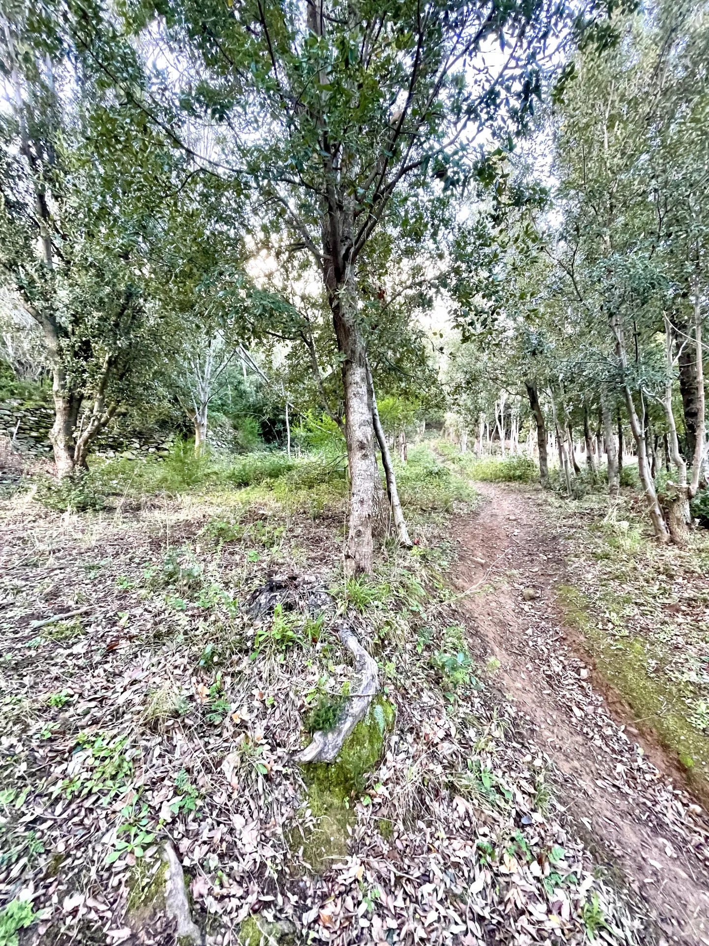 Terrain constructible avec permis accordé au cœur du Cap Corse, à Sisco 