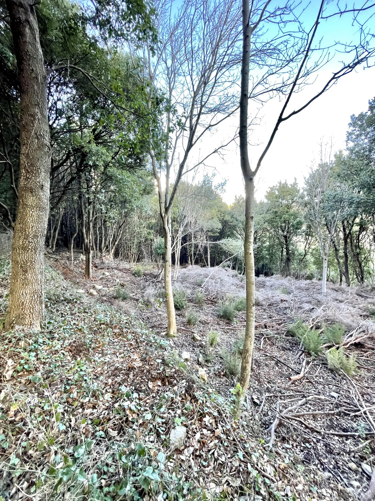 Terrain constructible avec permis accordé au cœur du Cap Corse, à Sisco 