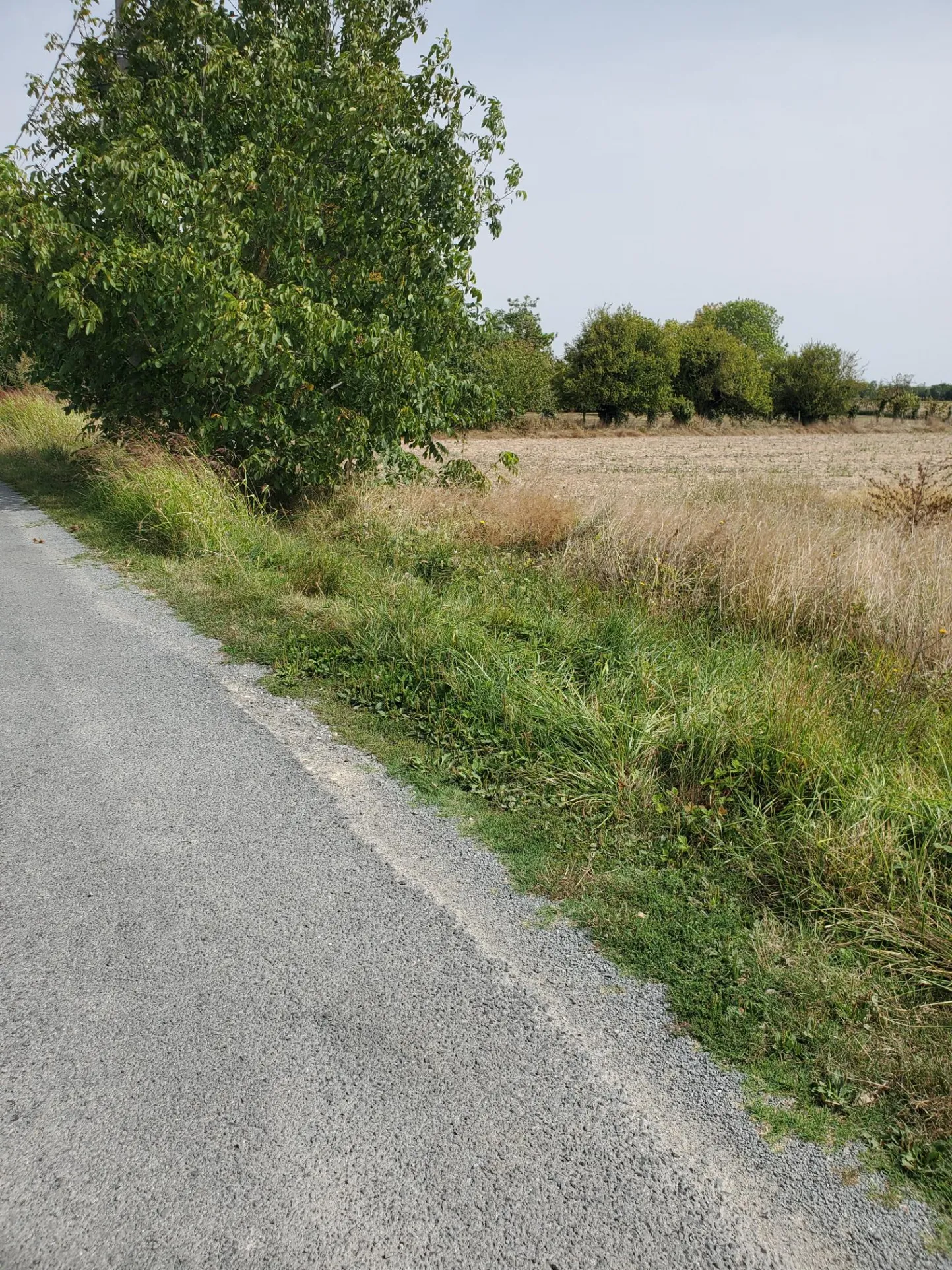 Terrain à bâtir sud Royan Meschers 