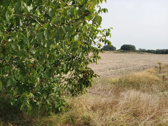 Terrain à bâtir sud Royan Meschers