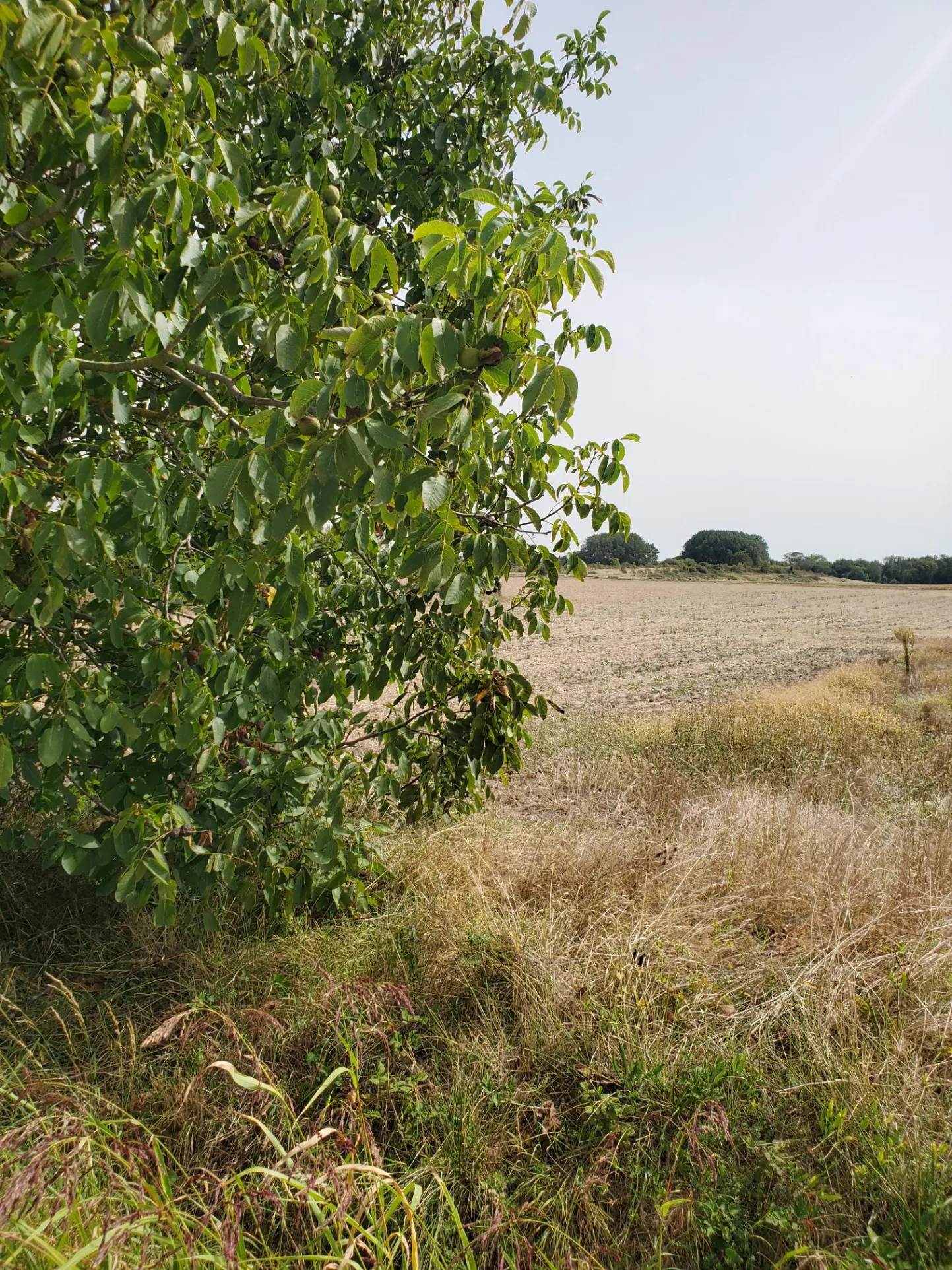 Terrain à bâtir sud Royan Meschers 