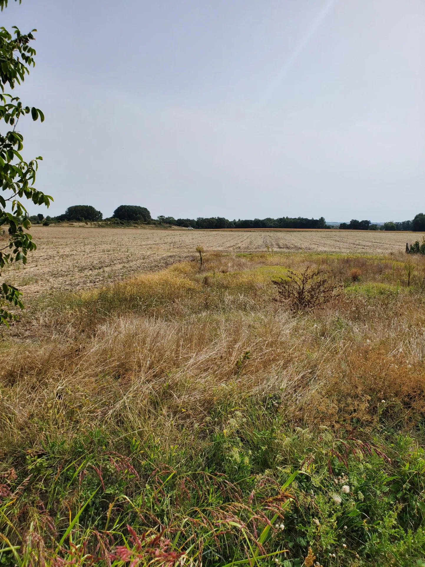 Terrain à bâtir sud Royan Meschers 