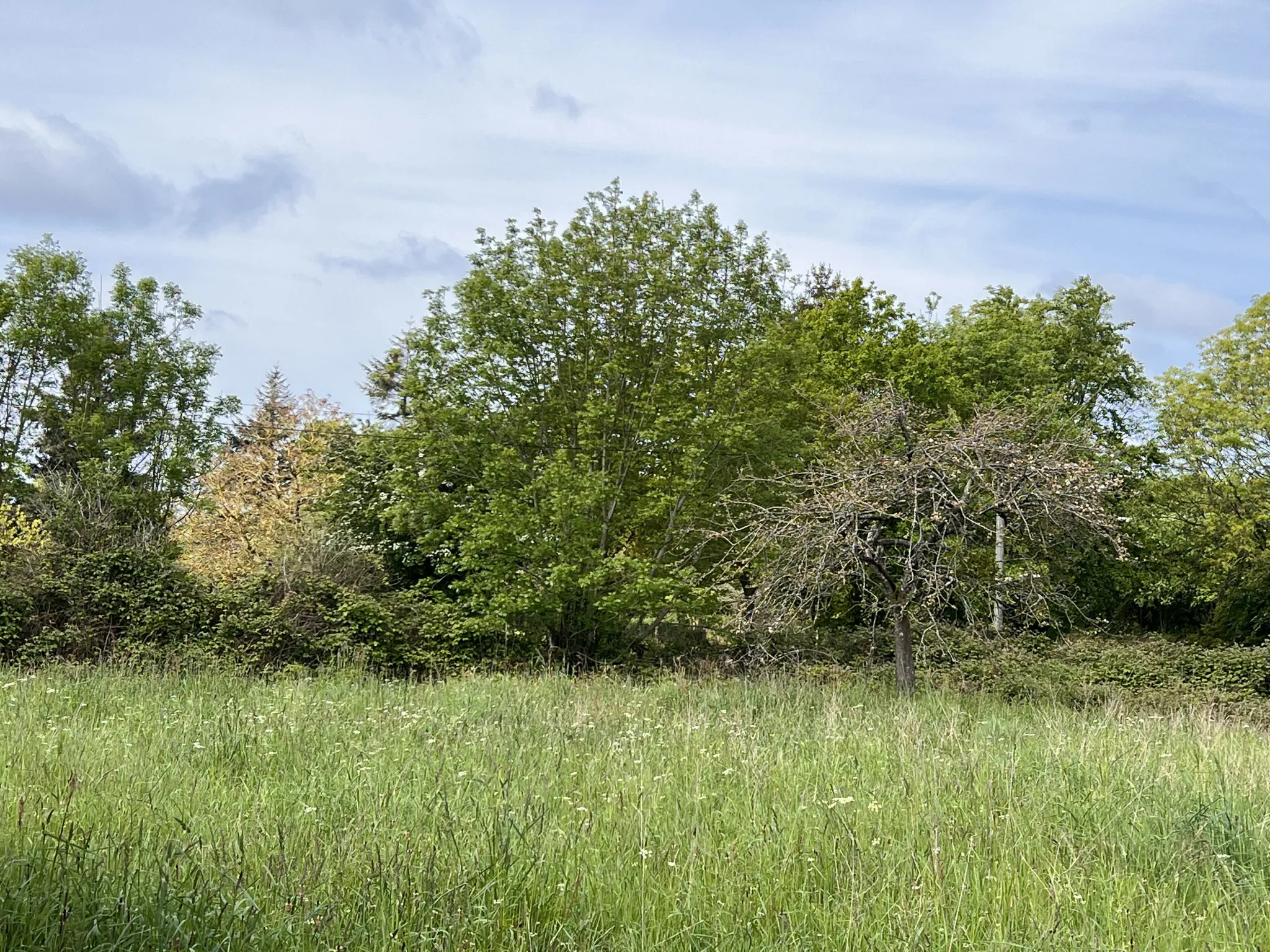 Terrain de loisir à Saint-Martin-des-besaces 