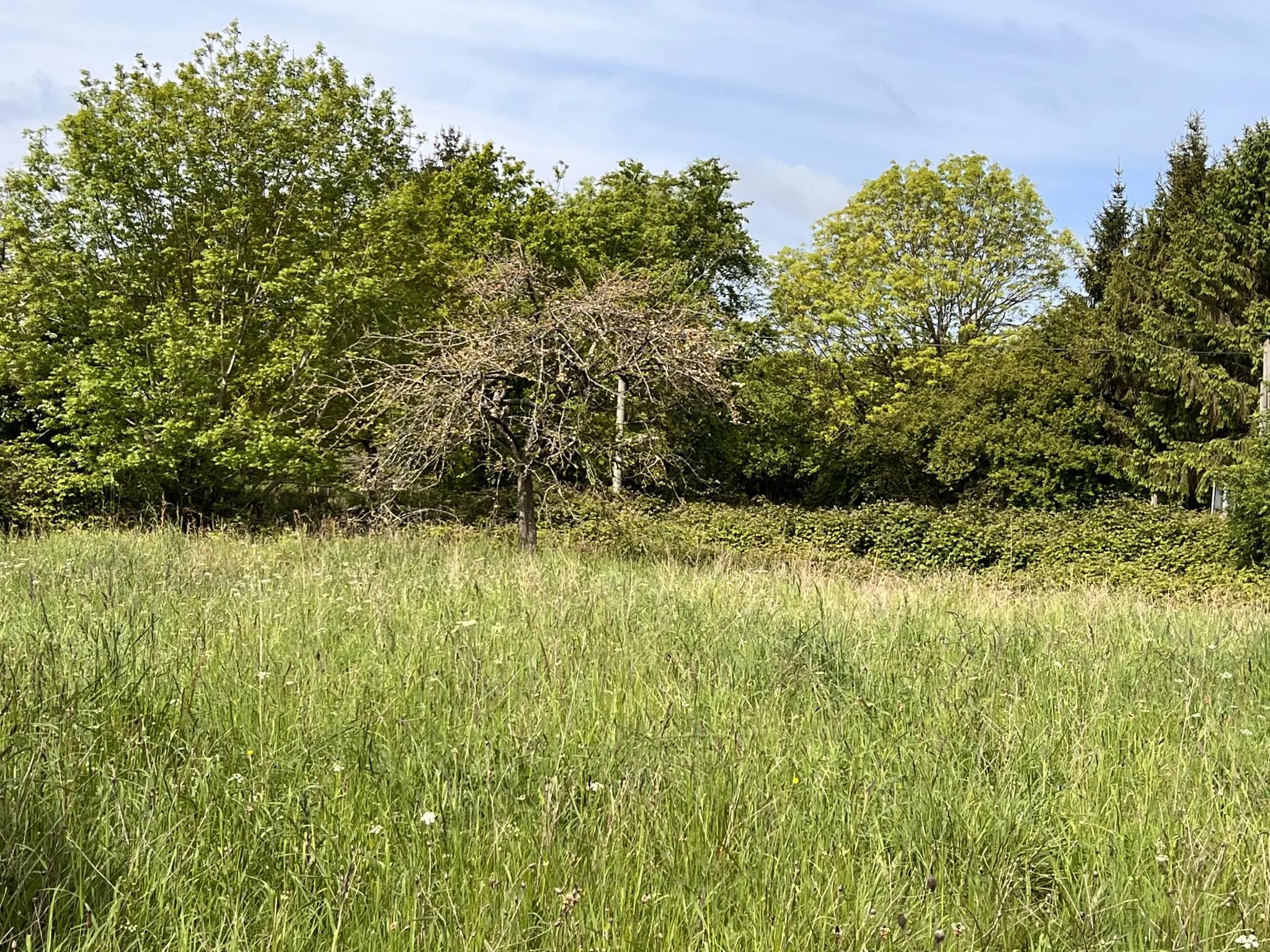 Terrain de loisir à Saint-Martin-des-besaces 