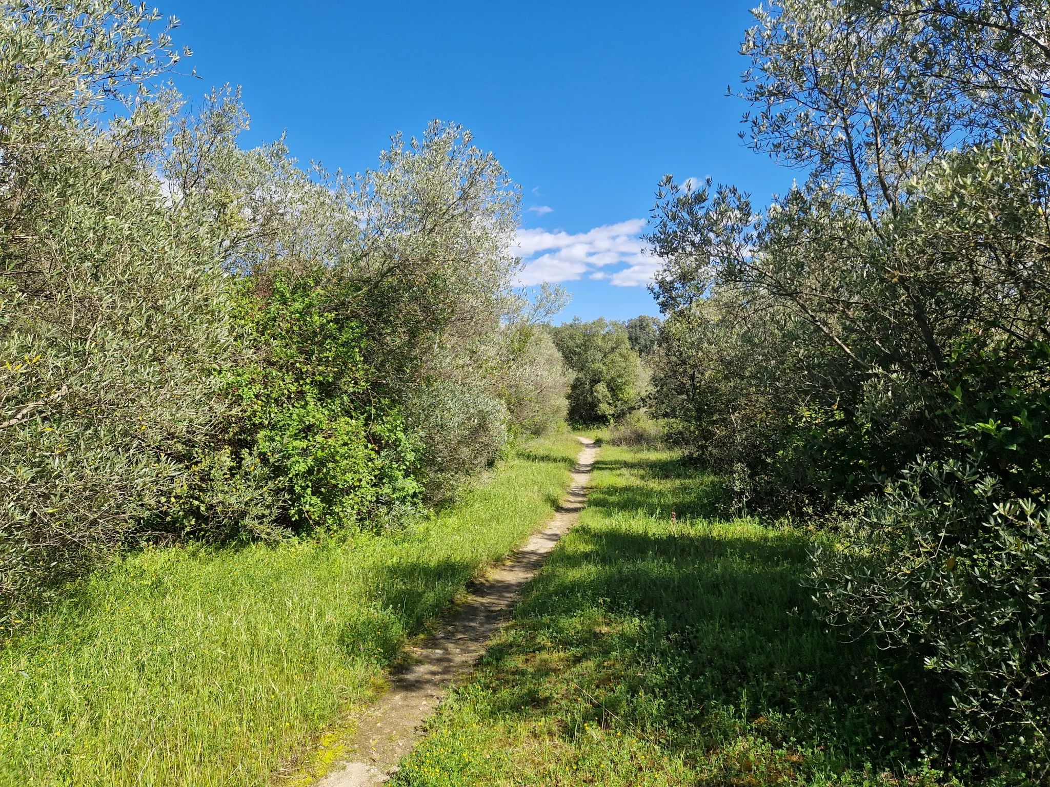 Terrain Agricole à Villevieille 