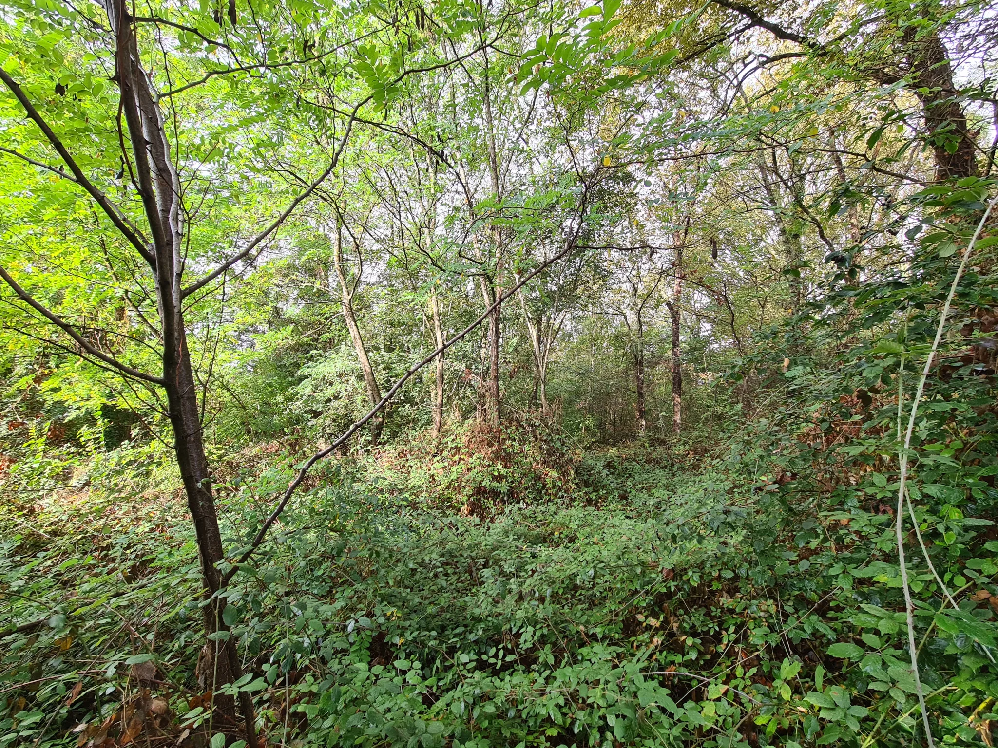 Terrain Arboré à Barbotan les Thermes de 6058 m2 