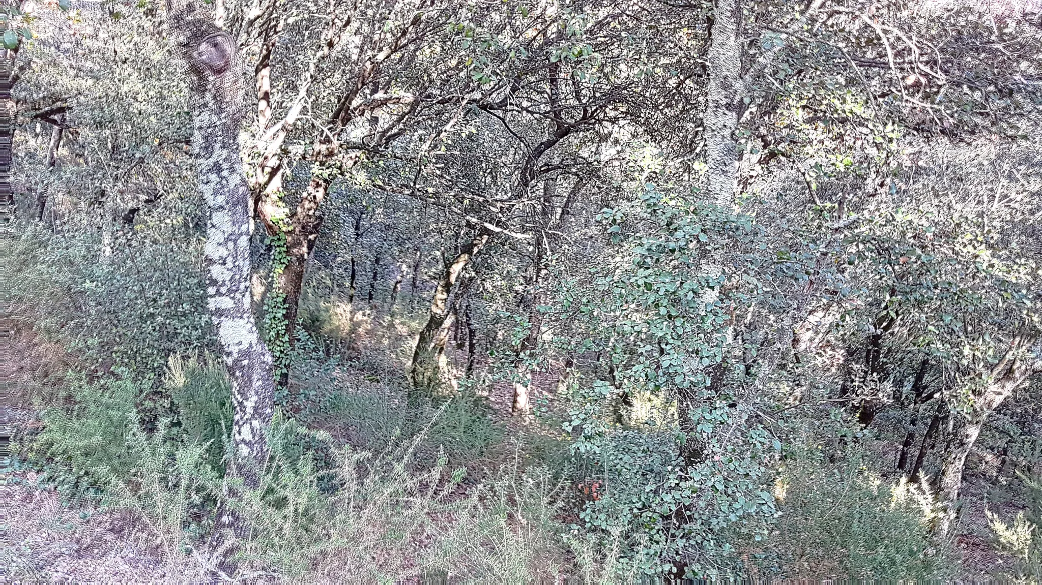 Terrain Constructible à Taillet avec Vue sur Céret 