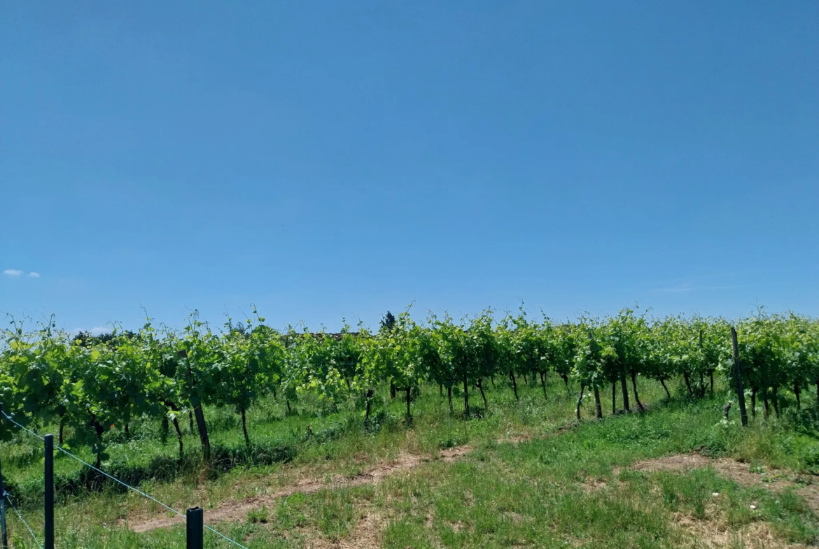 Maison à Boutiers St Trojan avec Vue sur Vignes 