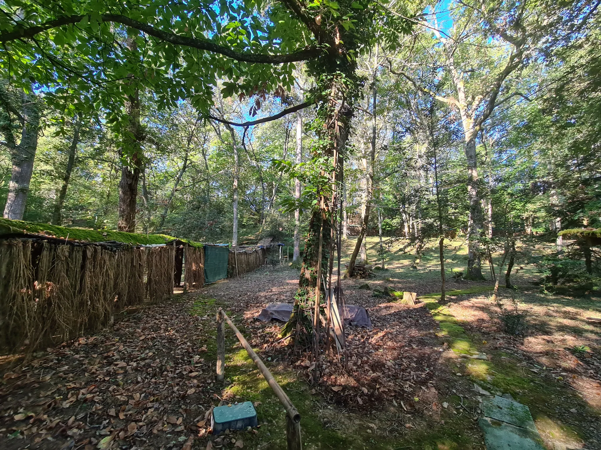 Palombières sur parcelle forestière de 3 ha 85 a 40 ca à Labarthete 