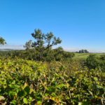 Palombières sur parcelle forestière de 3 ha 85 a 40 ca à Labarthete