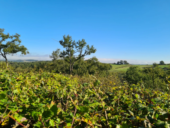 Palombières sur parcelle forestière de 3 ha 85 a 40 ca à Labarthete