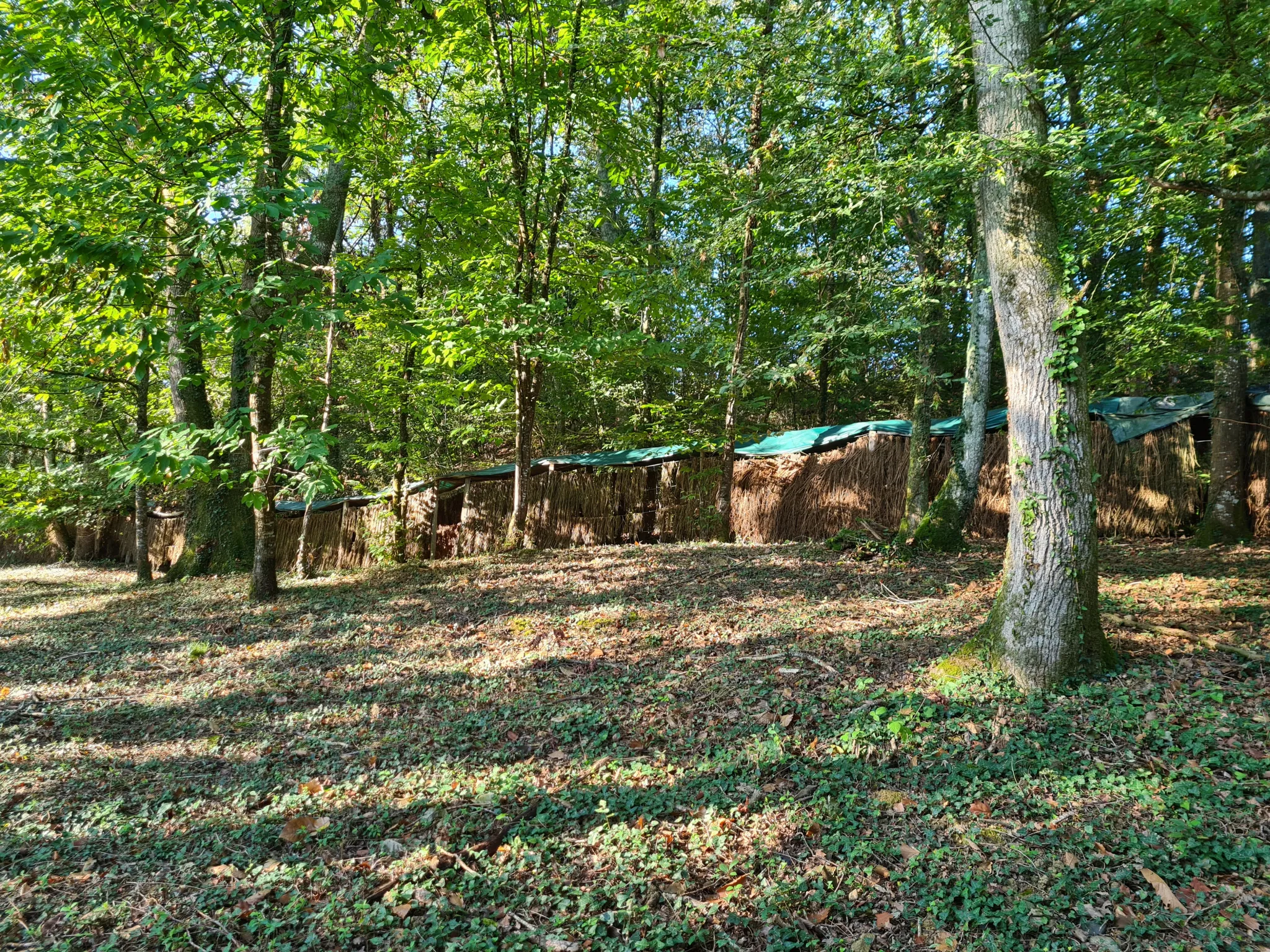 Palombières sur parcelle forestière de 3 ha 85 a 40 ca à Labarthete 