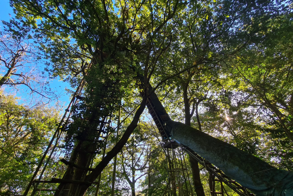 Palombières sur parcelle forestière de 3 ha 85 a 40 ca à Labarthete 