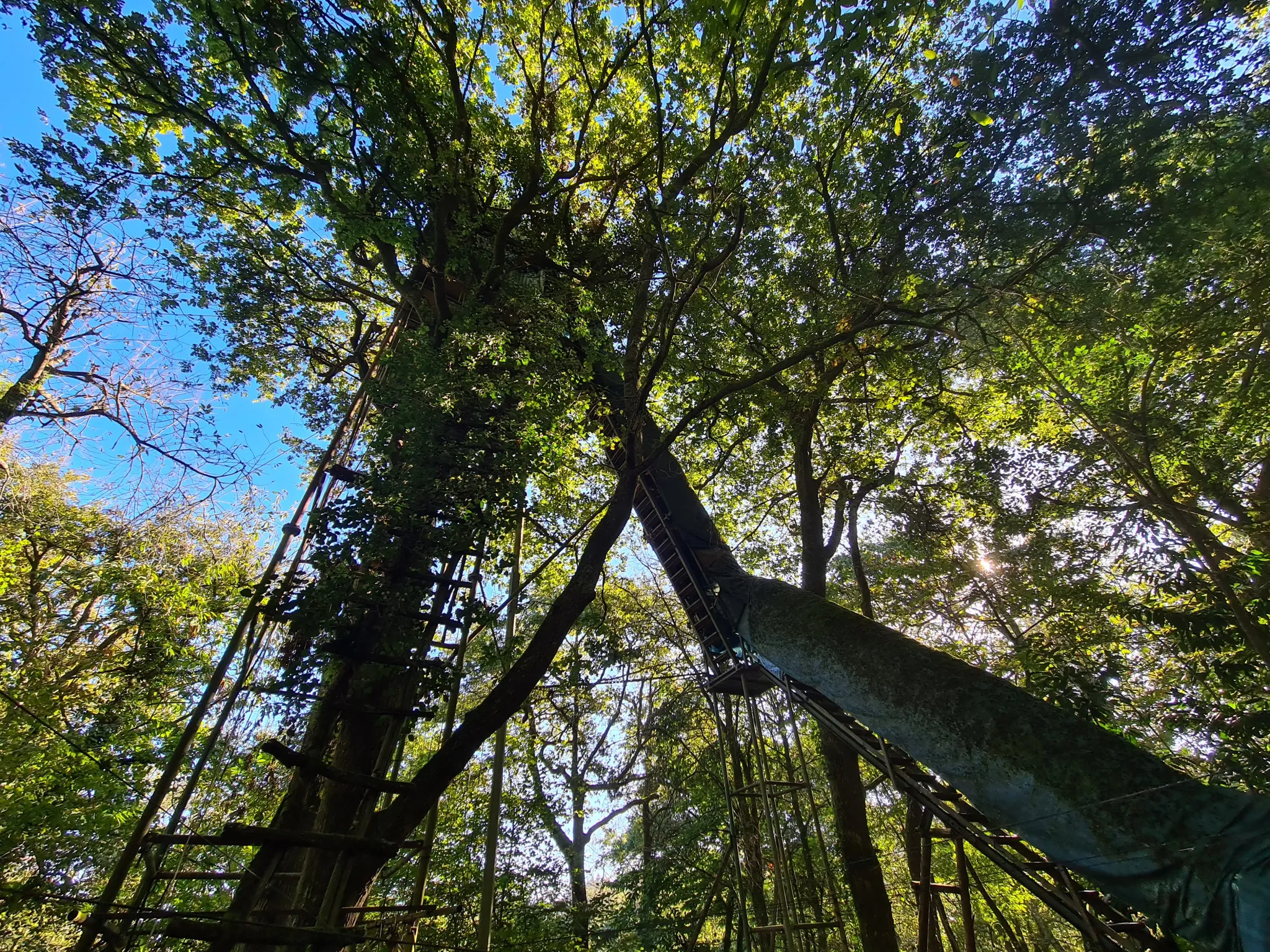 Palombières sur parcelle forestière de 3 ha 85 a 40 ca à Labarthete 