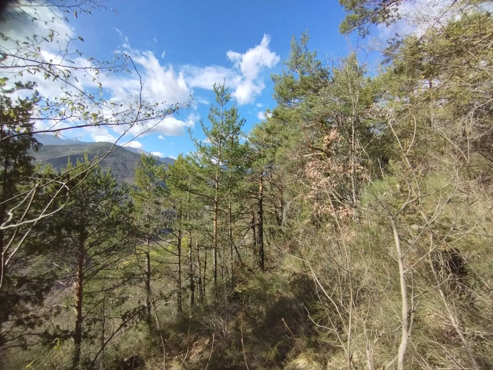 Terrain boisé de 2 988 m2 à Lantosque 