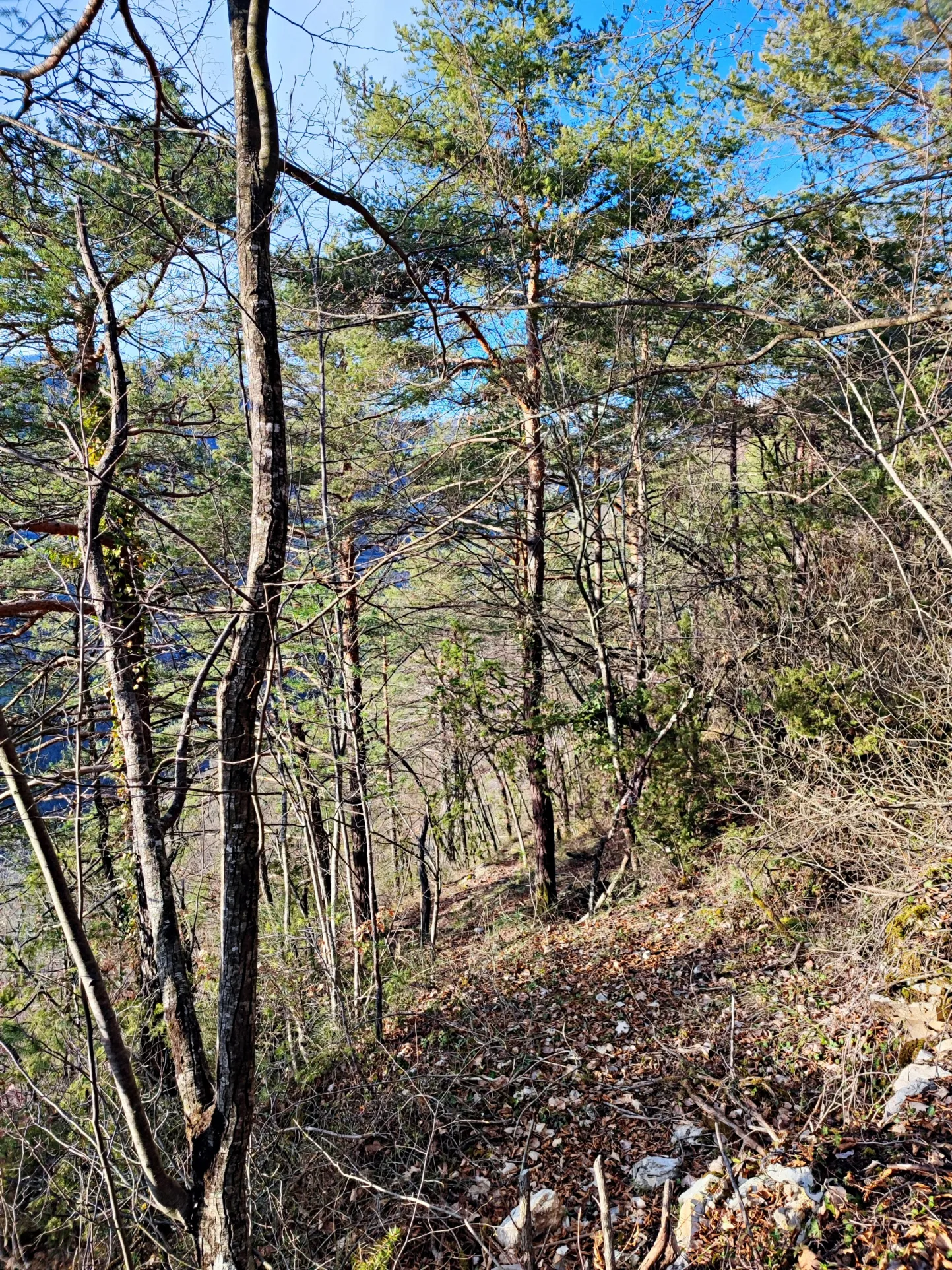 Terrain boisé de 2 988 m2 à Lantosque 