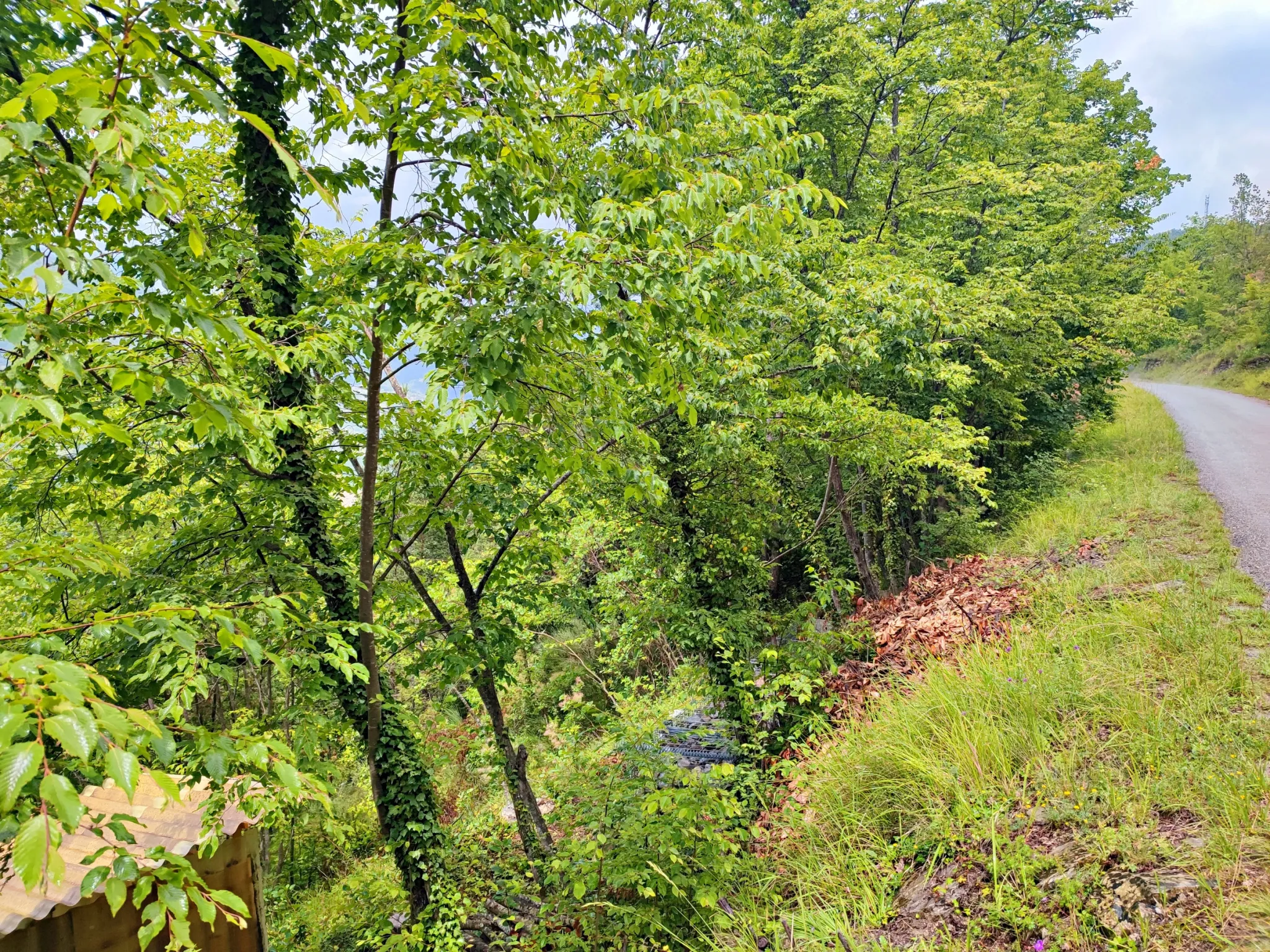 Terrain boisé de 2 988 m2 à Lantosque 