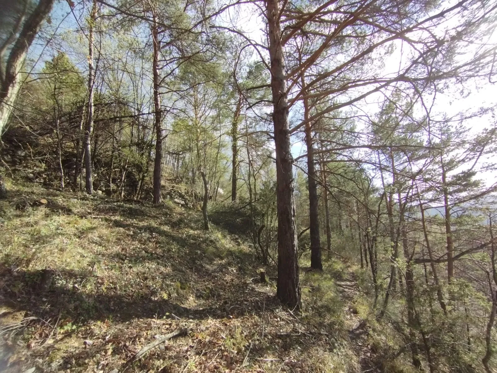 Terrain boisé de 2 988 m2 à Lantosque 