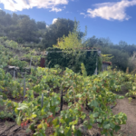 Vente de 24 401 m² de terrain agricole à Collioure