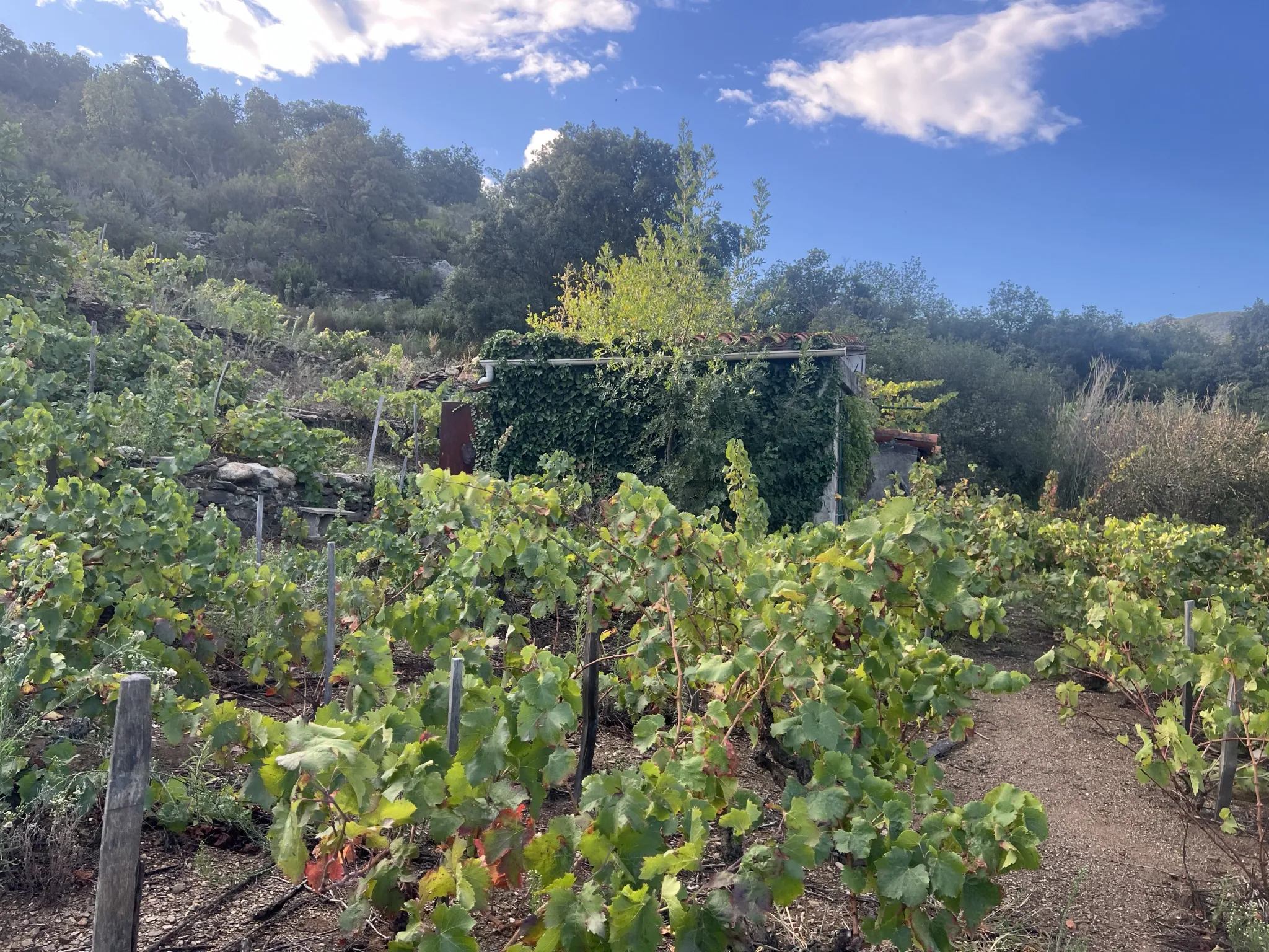 Vente de 24 401 m² de terrain agricole à Collioure 