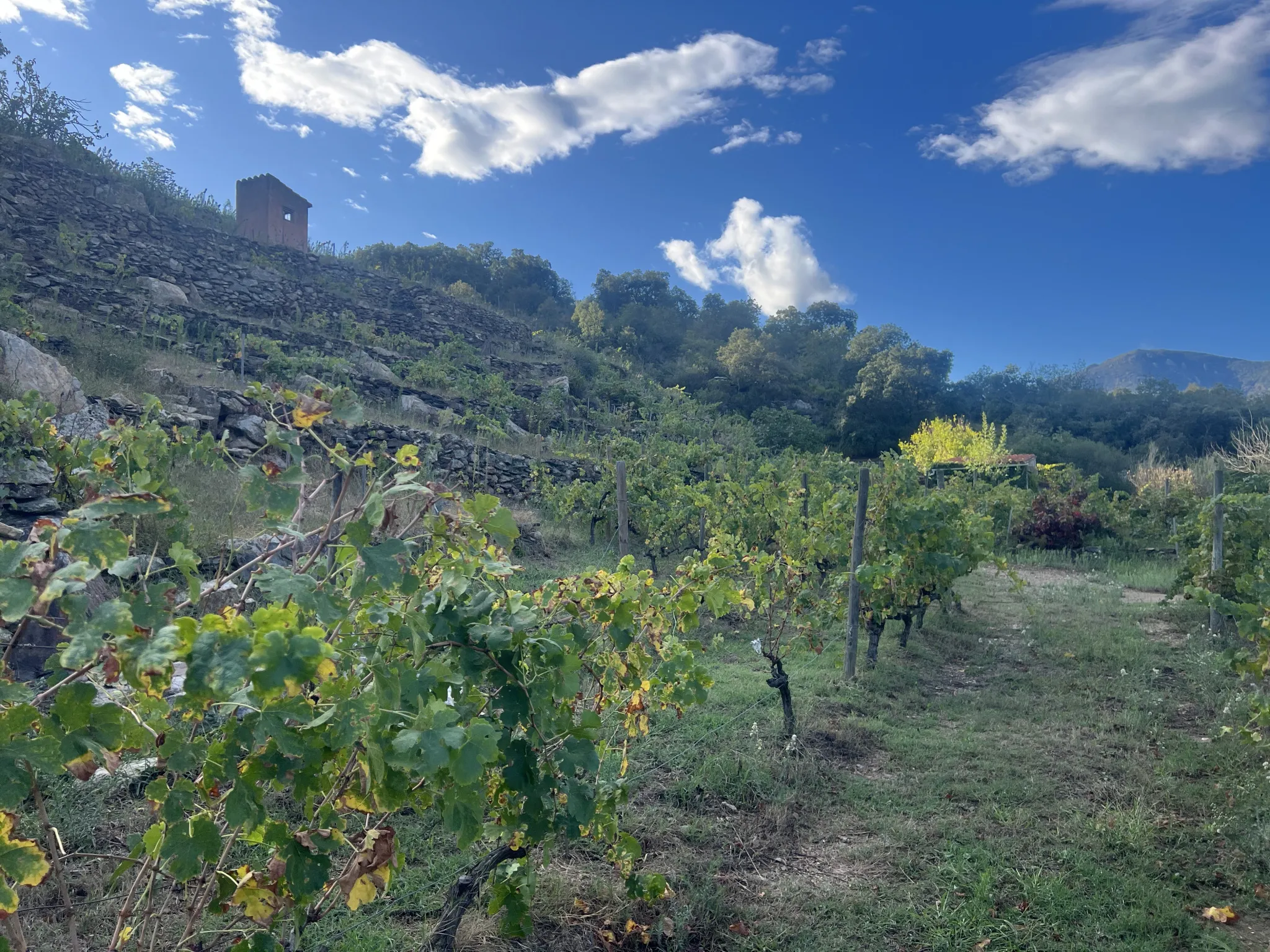 Vente de 24 401 m² de terrain agricole à Collioure 